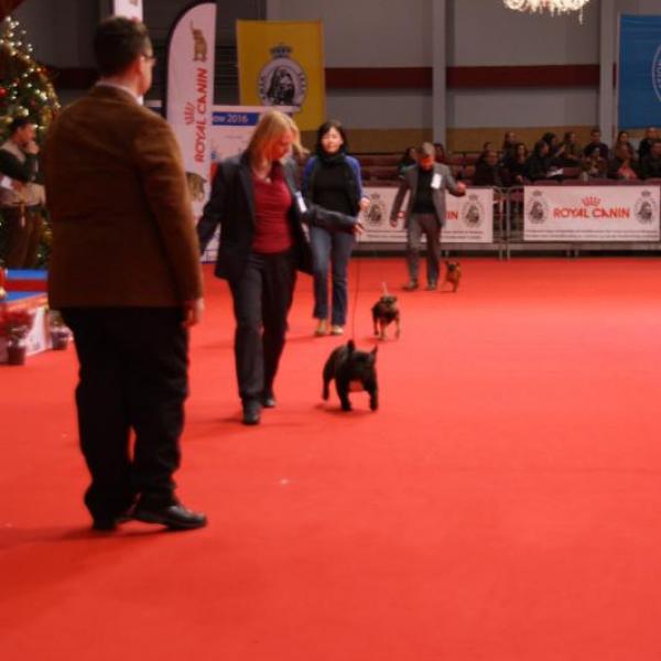8 december 2012 Brussel Dog Show