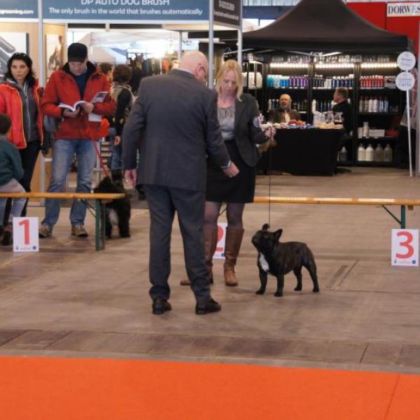 Brussels Dog Show